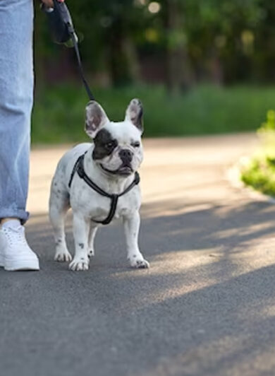 From Blood Clotting to Comforting: The Healing Powers of Pets for Hemophilia Patients