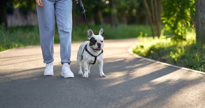 From Blood Clotting to Comforting: The Healing Powers of Pets for Hemophilia Patients